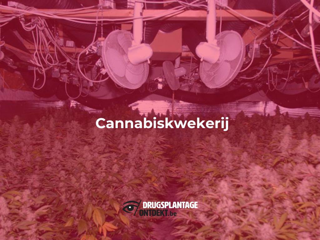 Wilrijk - Cannabiskwekerij